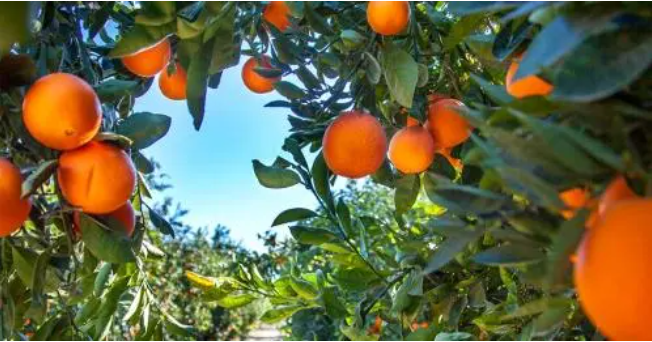 How Tax Loss Harvesting Can Potentially Reduce Your Capital Gains Taxes